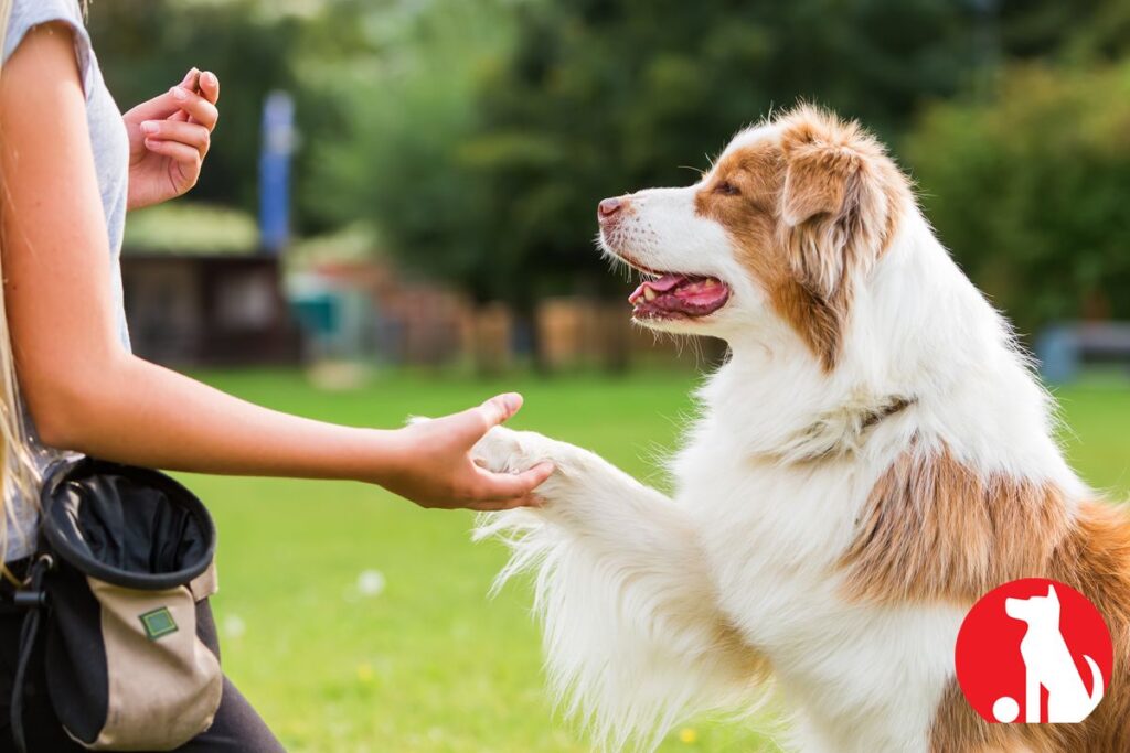 How Daily Walks Improve Your Dog’s Behavior and Happiness